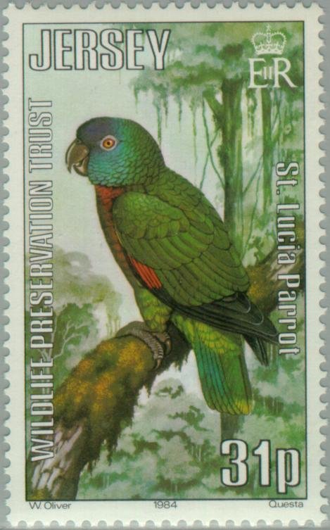 St. Lucia Parrot (Amazona versicolor)
