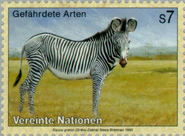 Grevy's Zebra (Equus grevyi)