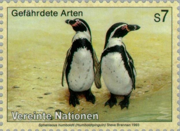 Humboldt Penguin (Spheniscus humboldti