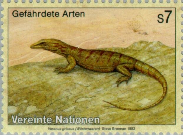 Desert Monitor (Varanus griseus)