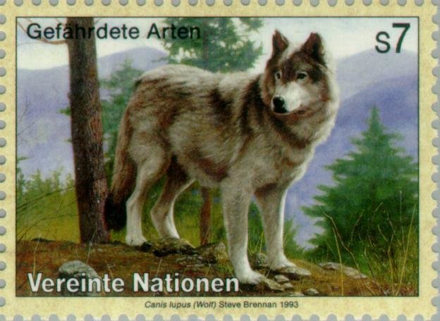 Wolf (Canis lupus)