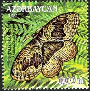 Moth (Brahmaea christophi)