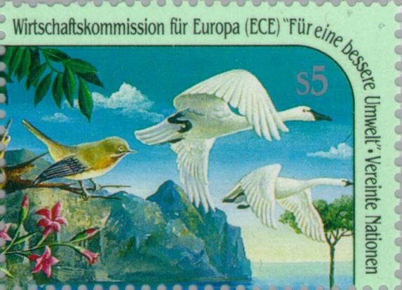 Whooper Swan (Cygnus cygnus), Bird