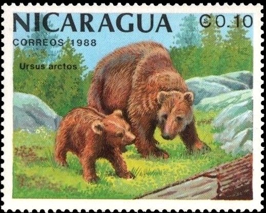Brown Bear (Ursus arctos)