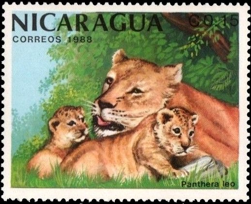 Lion (Panthera leo)