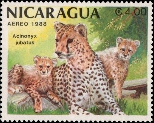Cheetah (Acinonyx jubatus)