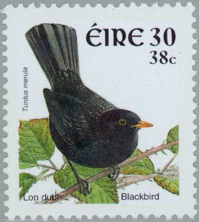 Common Blackbird (Turdus merula)