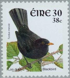 Stamp, Common Blackbird (Turdus merula), Ireland,  , Birds, Animals (Fauna)