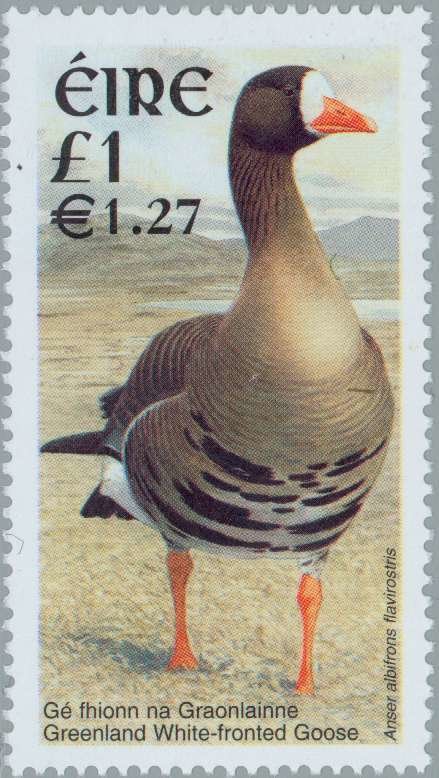 Greenland White-fronted Goose (Anser albifrons flavirostris)