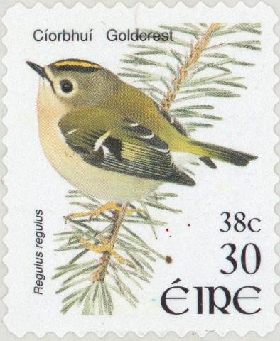Goldcrest (Regulus regulus)