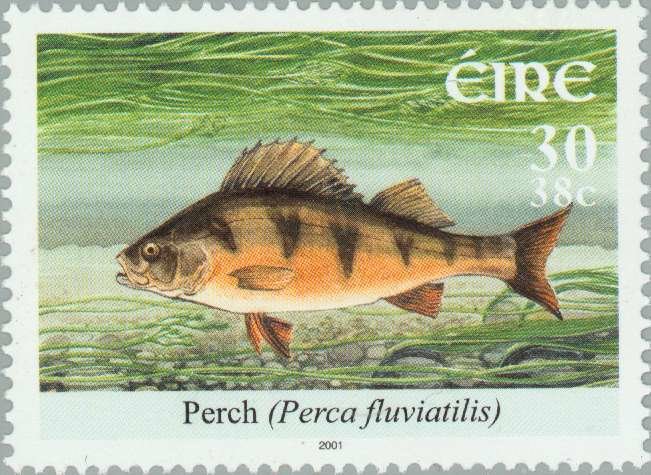 European Perch (Perca fluviatilis)