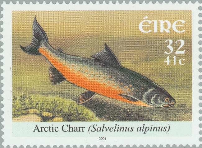 Arctic Charr (Salvelinus alpinus)