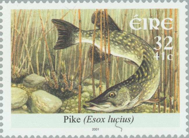 Pike (Esox lucius)