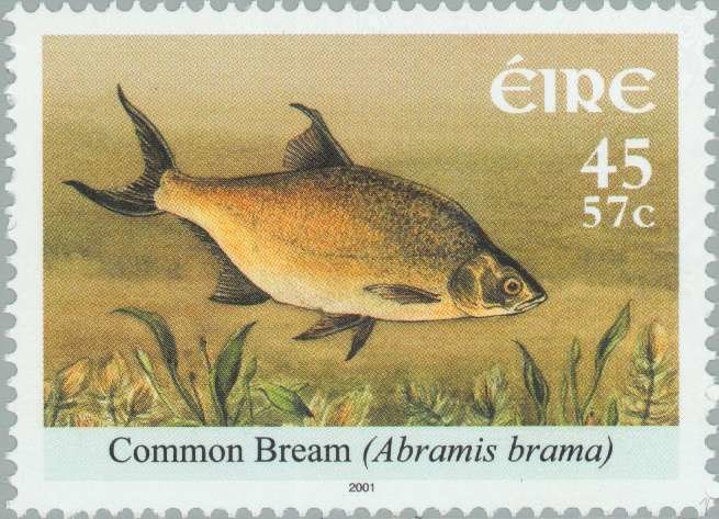 Common Bream (Abramis brama)