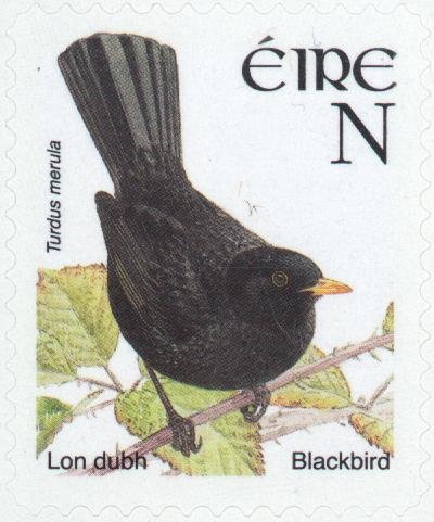 Common Blackbird (Turdus merula)