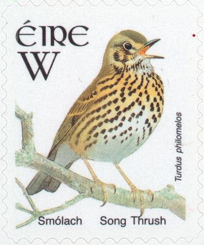Song Thrush (Turdus philomelos)