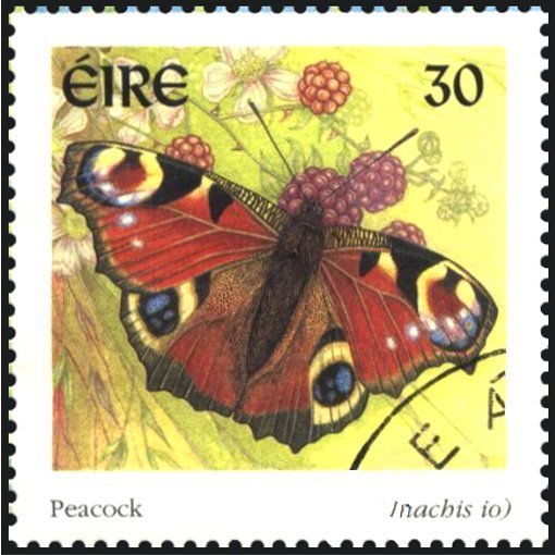 Peacock Butterfly (Inachis io)