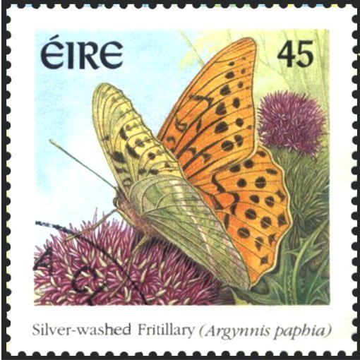 Silver-washed Fritillary (Argynnis paphia)