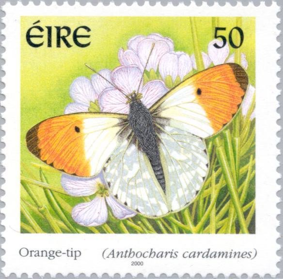 Orange Tip (Anthocharis cardamines)