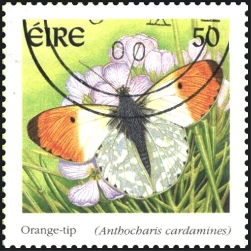 Orange Tip (Anthocharis cardamines)