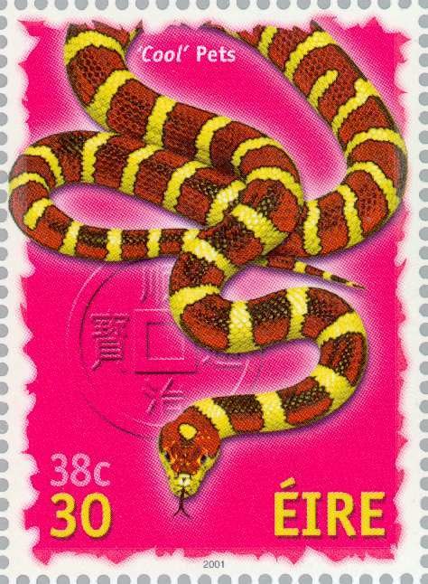 Cool Pets - Snake
