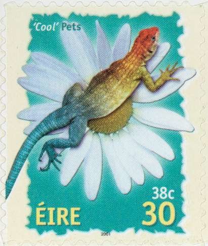 Cool Pets - Lizard