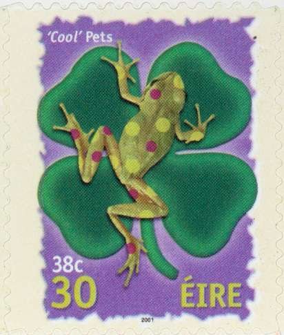 Cool Pets - Frog