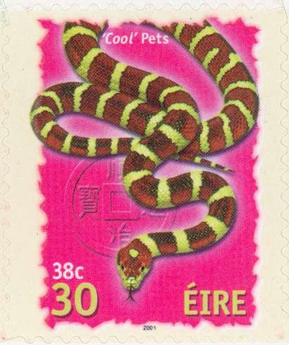 Cool Pets - Snake