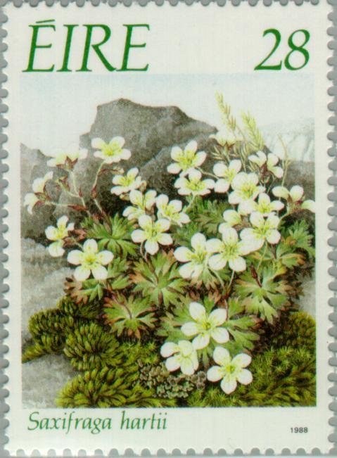 Saxifraga hartii