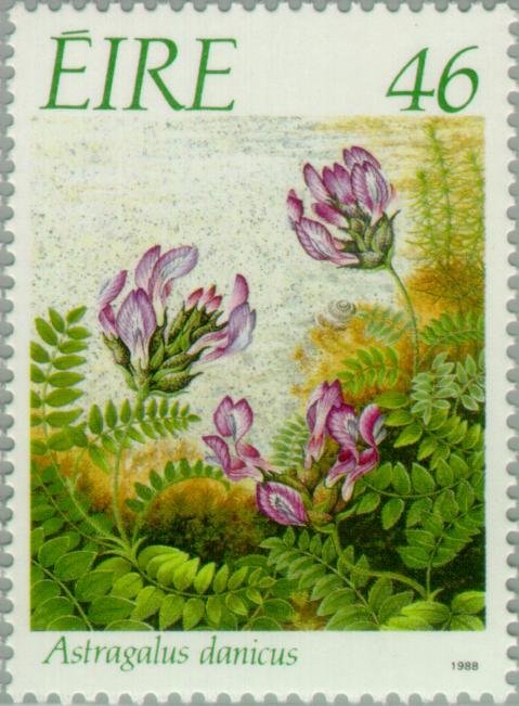 Astragalus danicus