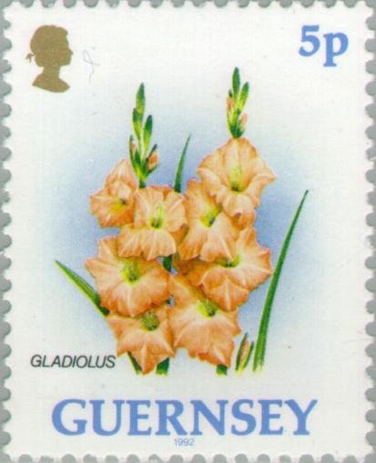 Gladioli