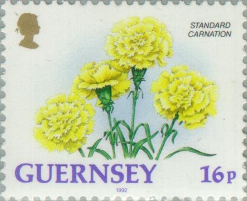 Standard Carnation
