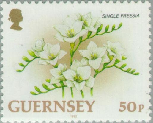 Single Freesia