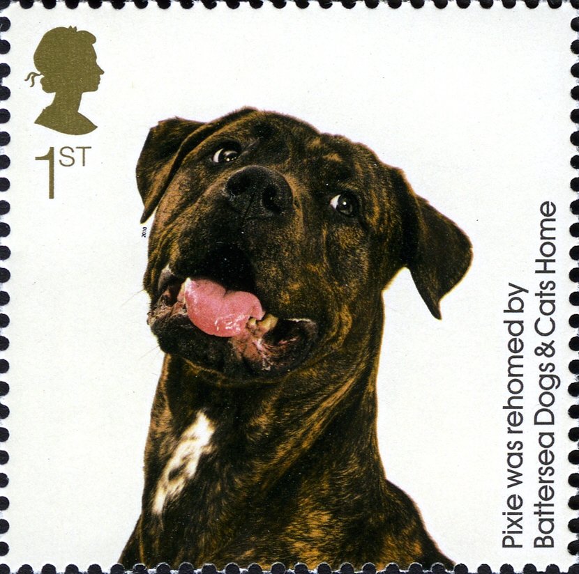 Pixie (Canis lupus familiaris)