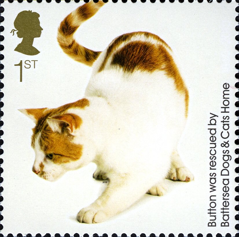 Button (Felis silvestris catus)