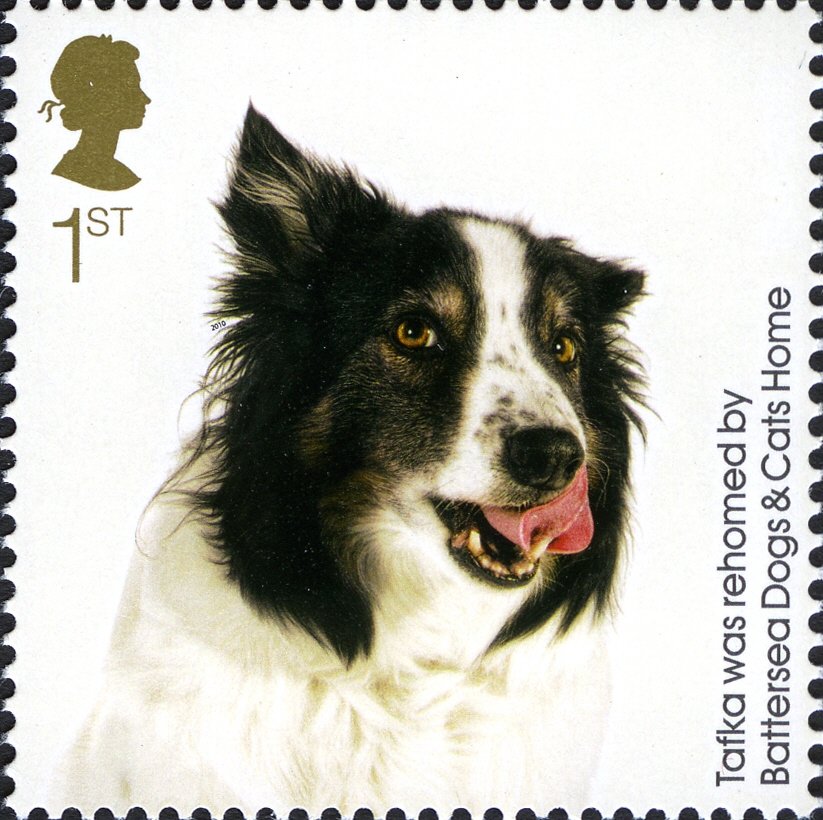 Tafka (Canis lupus familiaris)