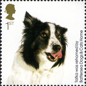 Stamp, Tafka (Canis lupus familiaris), United Kingdom of Great Britain & Northern Ireland,  , Dogs, Animals (Fauna)