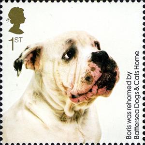 Stamp, Boris (Canis lupus familiaris), United Kingdom of Great Britain & Northern Ireland,  , Dogs, Animals (Fauna)
