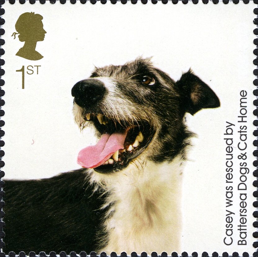 Casey (Canis lupus familiaris)