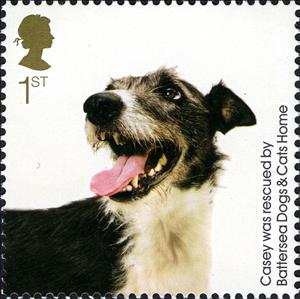 Stamp, Casey (Canis lupus familiaris), United Kingdom of Great Britain & Northern Ireland,  , Dogs, Animals (Fauna)