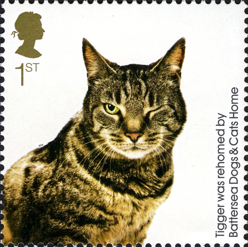 Tigger (Felis silvestris catus)