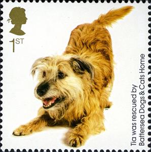 Stamp, Tia (Canis lupus familiaris), United Kingdom of Great Britain & Northern Ireland,  , Dogs, Animals (Fauna)