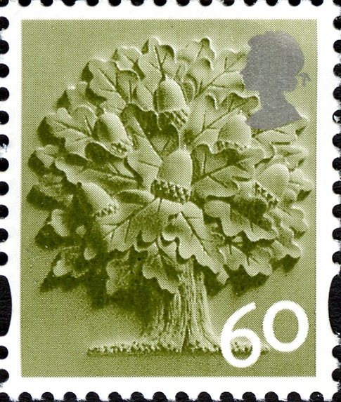 England - Oak Tree