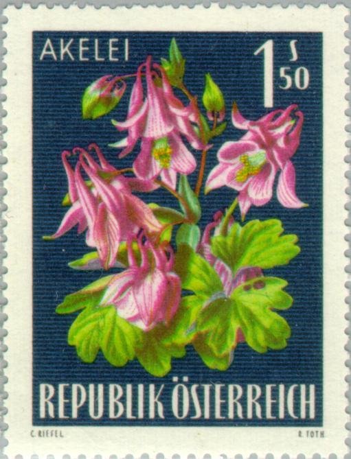 Columbine (Aquilegia vulgaris)