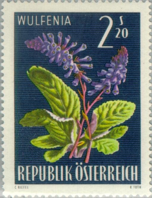 Wulfenie (Wulfenia carinthiaca)