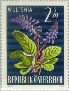 Stamp, Wulfenie (Wulfenia carinthiaca), Austria,  , Flowers, Plants (Flora)