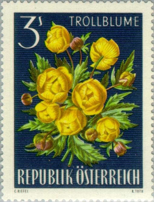 Globe Flower (Trollius europaeus)