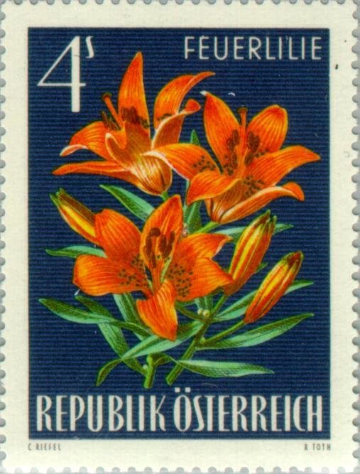 Fire/Orange Lily (Lilium bulbiferum)