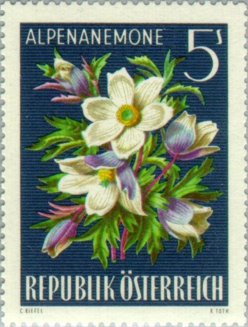 Alpine Pasque-flower (Pulsatilla alpina)