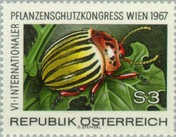 Colorado Potato Beetle (Leptinotarsa decemlineata)